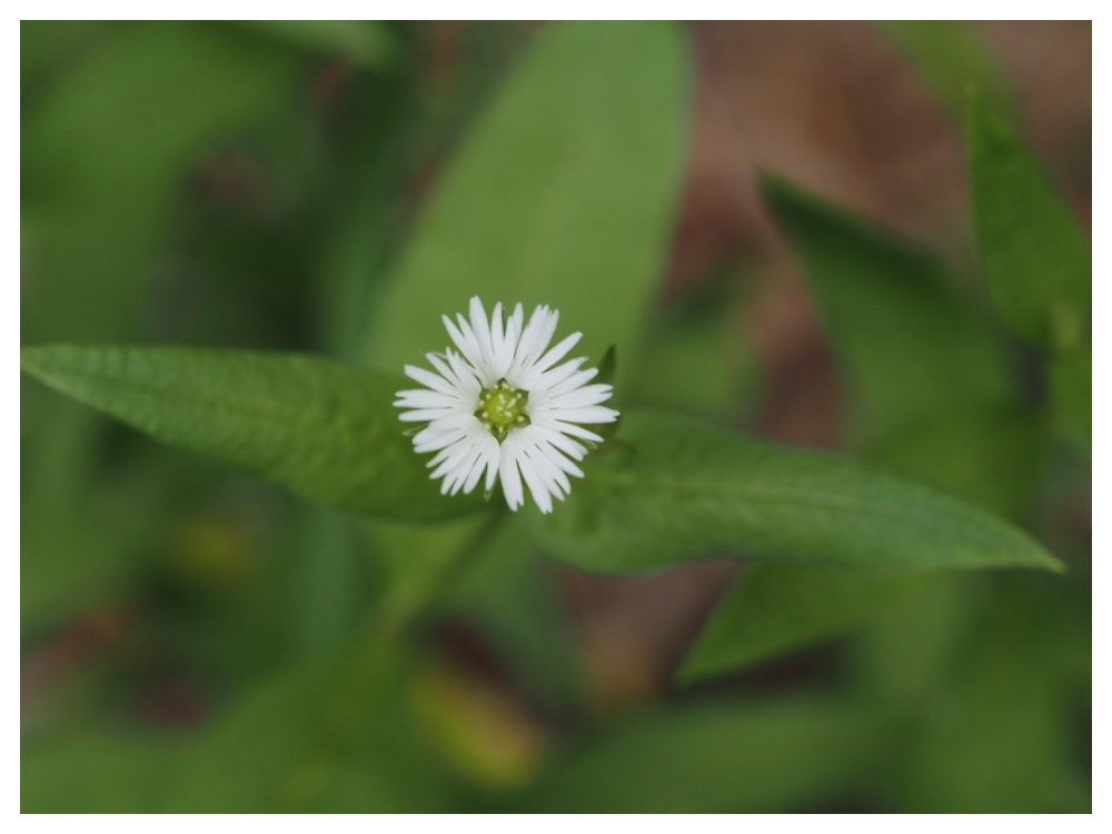 エゾオオヤマハコベ