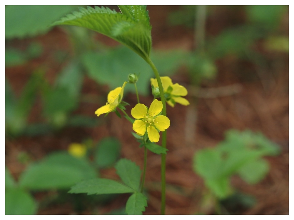 ミツバツチグリ