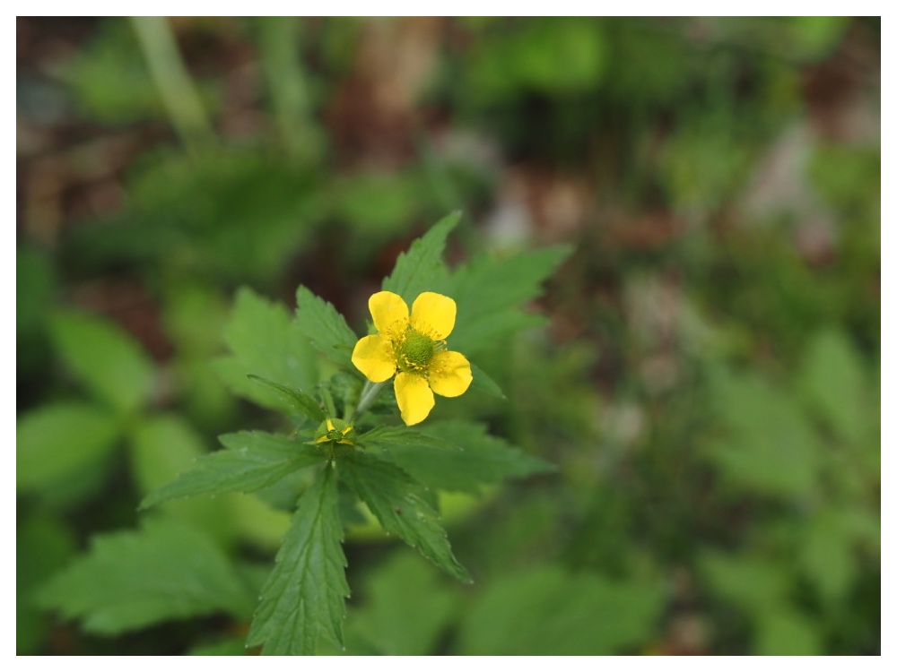 オオダイコンソウ