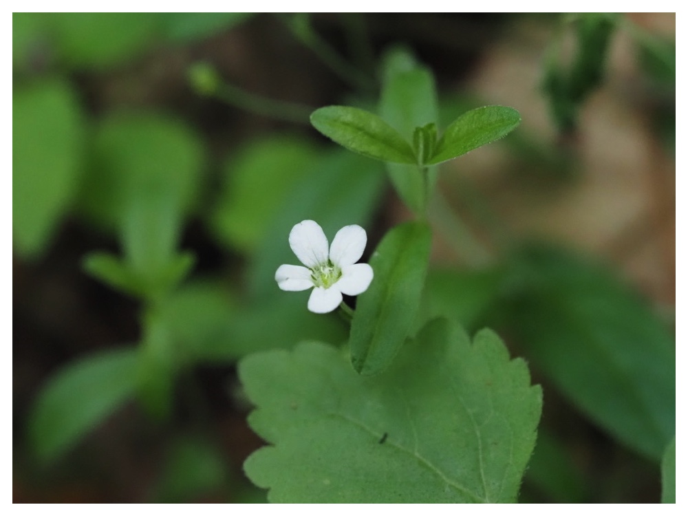 オオヤマフスマ