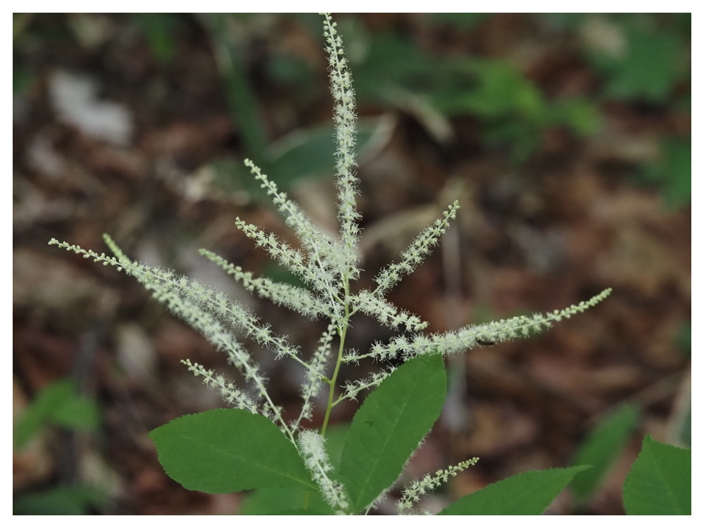 ヤマブキショウマ