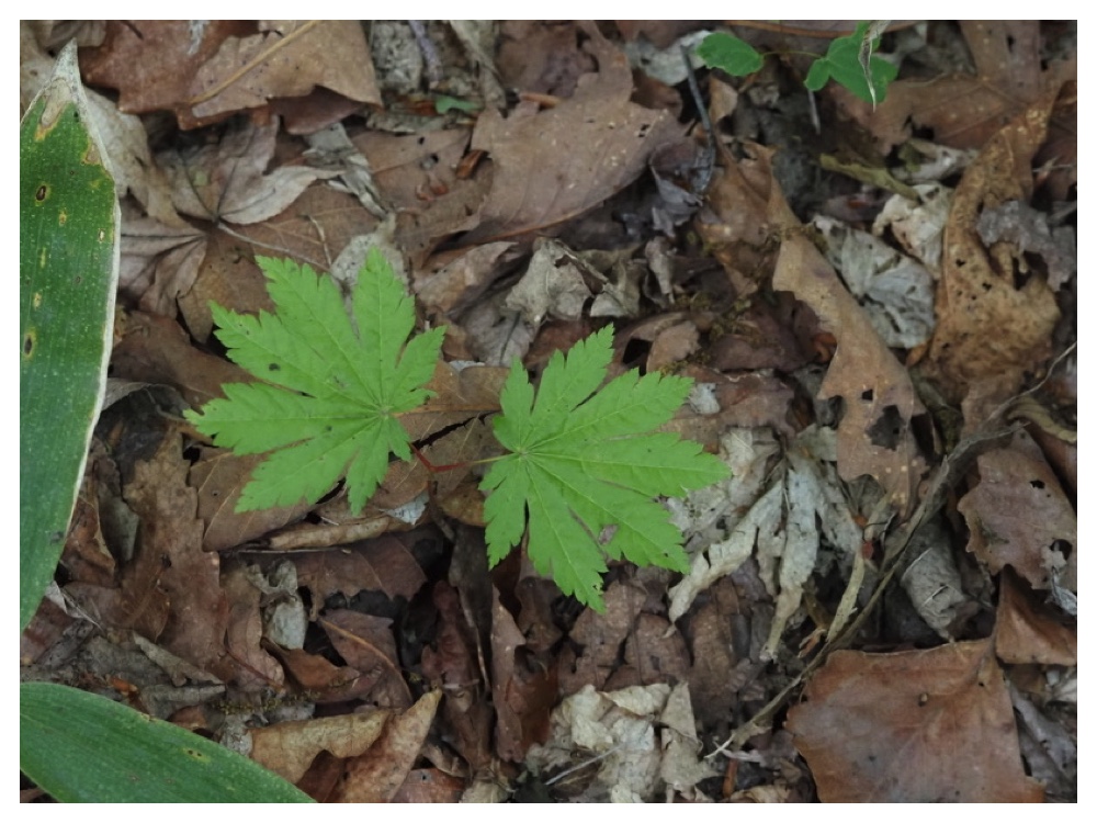 ヤマモミジの芽生え