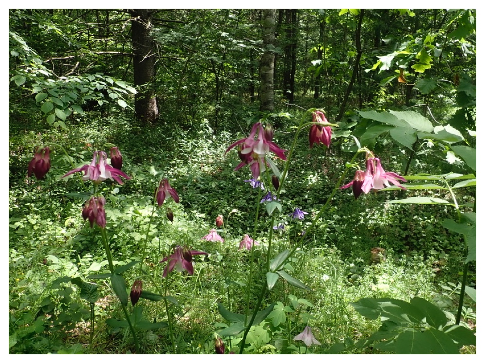 ミヤマオダマキ