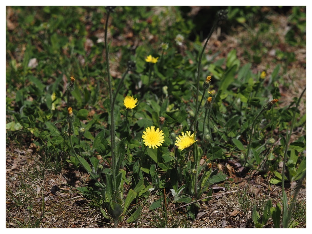 ハイコウリンタンポポ