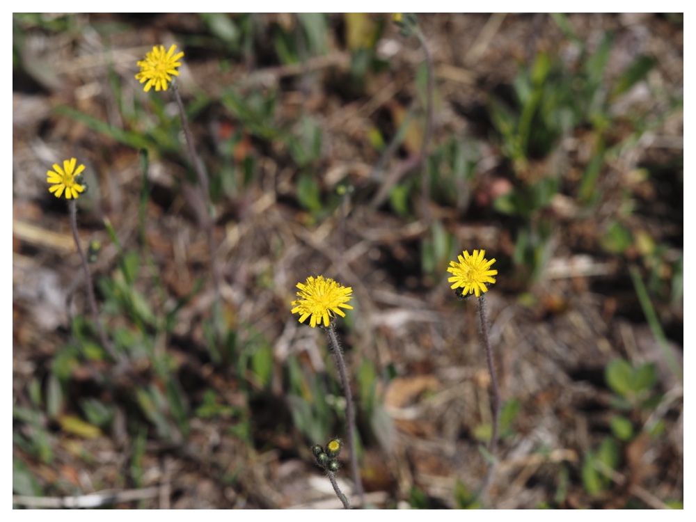 キバナノコウリンタンポポ