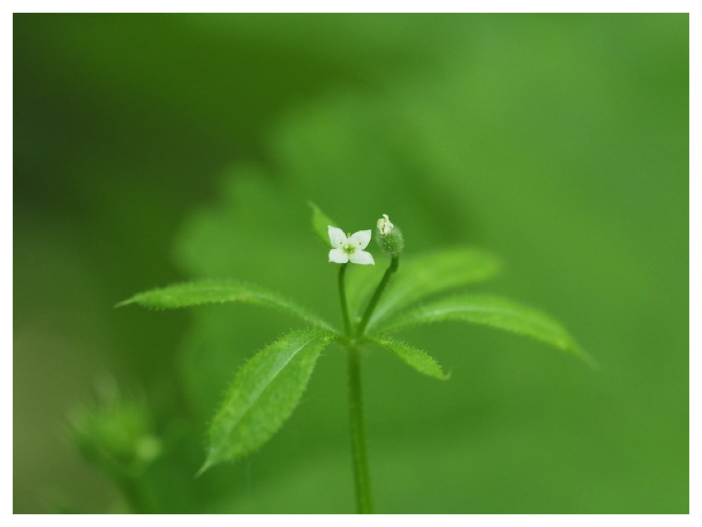 オオバノヤエムグラ