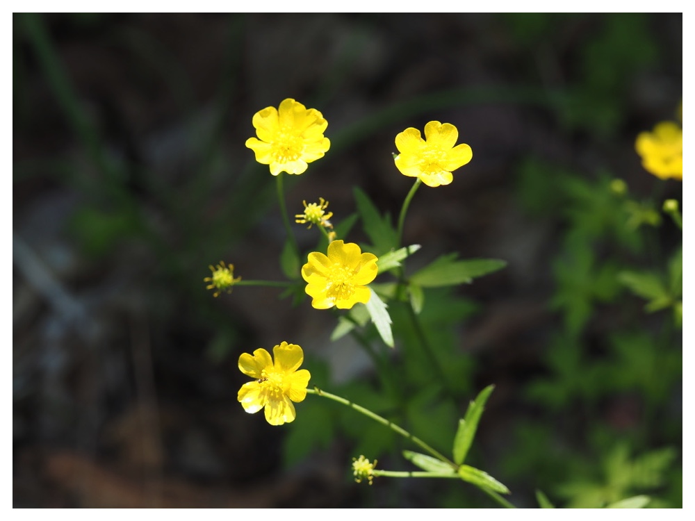 エゾキンポウゲ