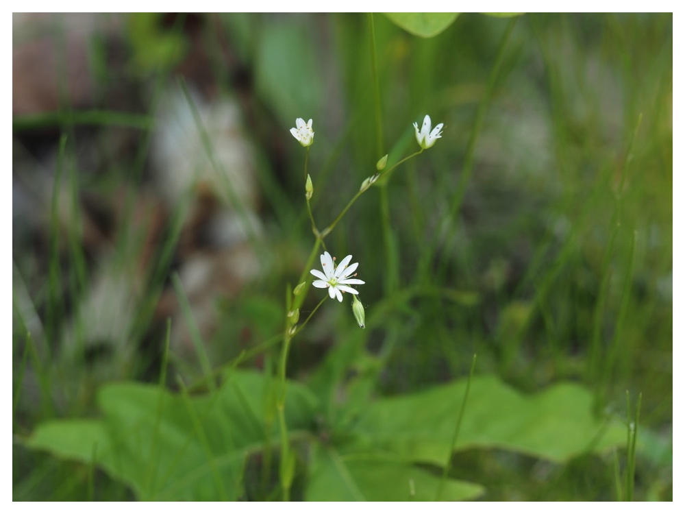 ナガバツメクサ