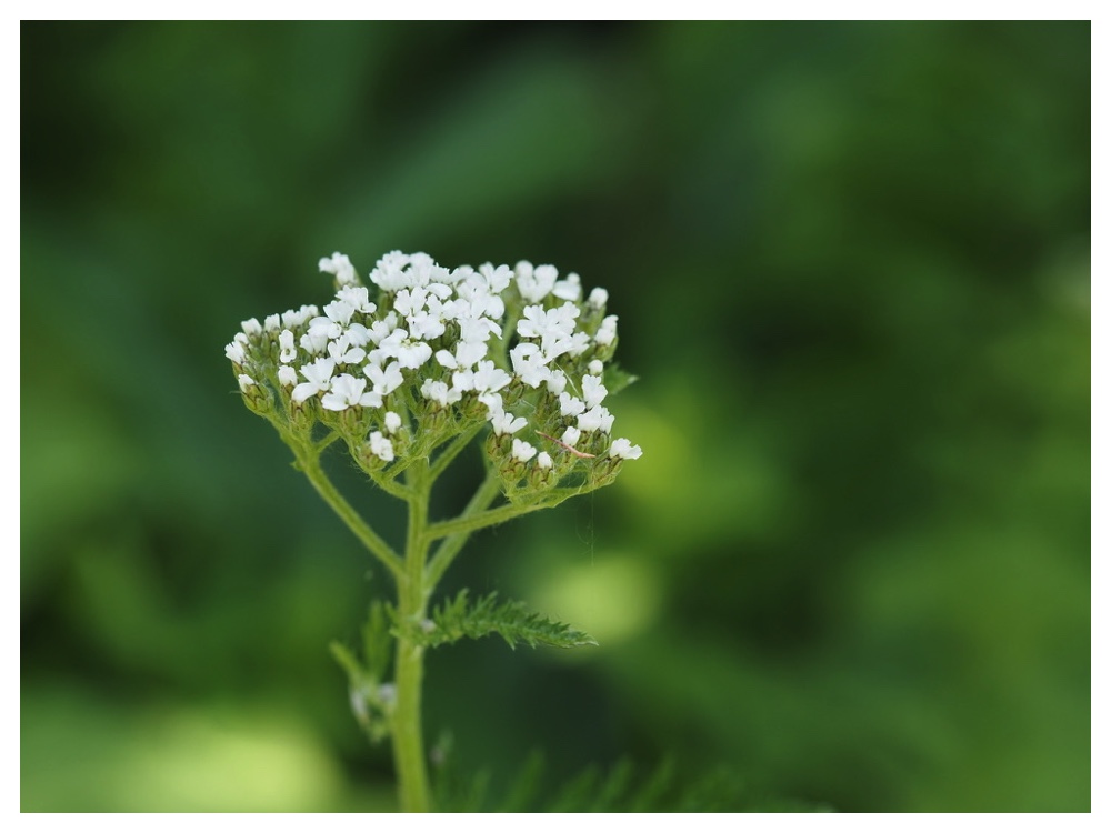 セイヨウノコギリソウ