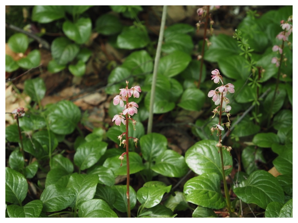 ベニバナイチヤクソウ