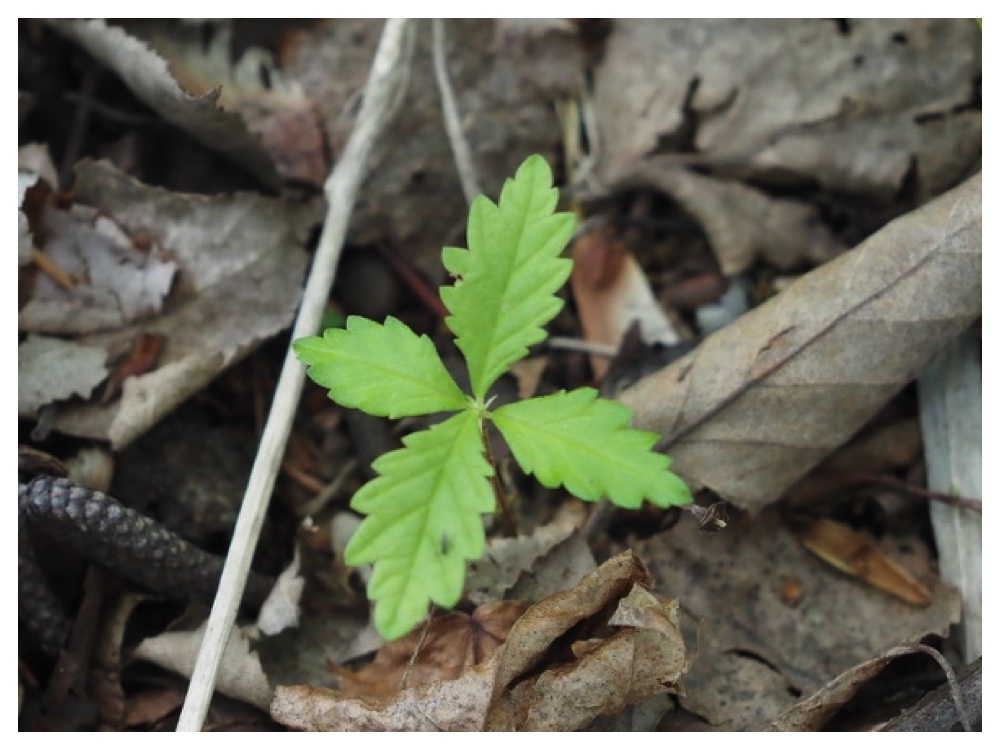ハルニレの芽生え