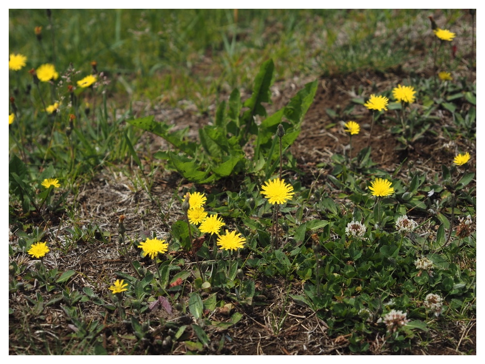 キバナコウリンタンポポ