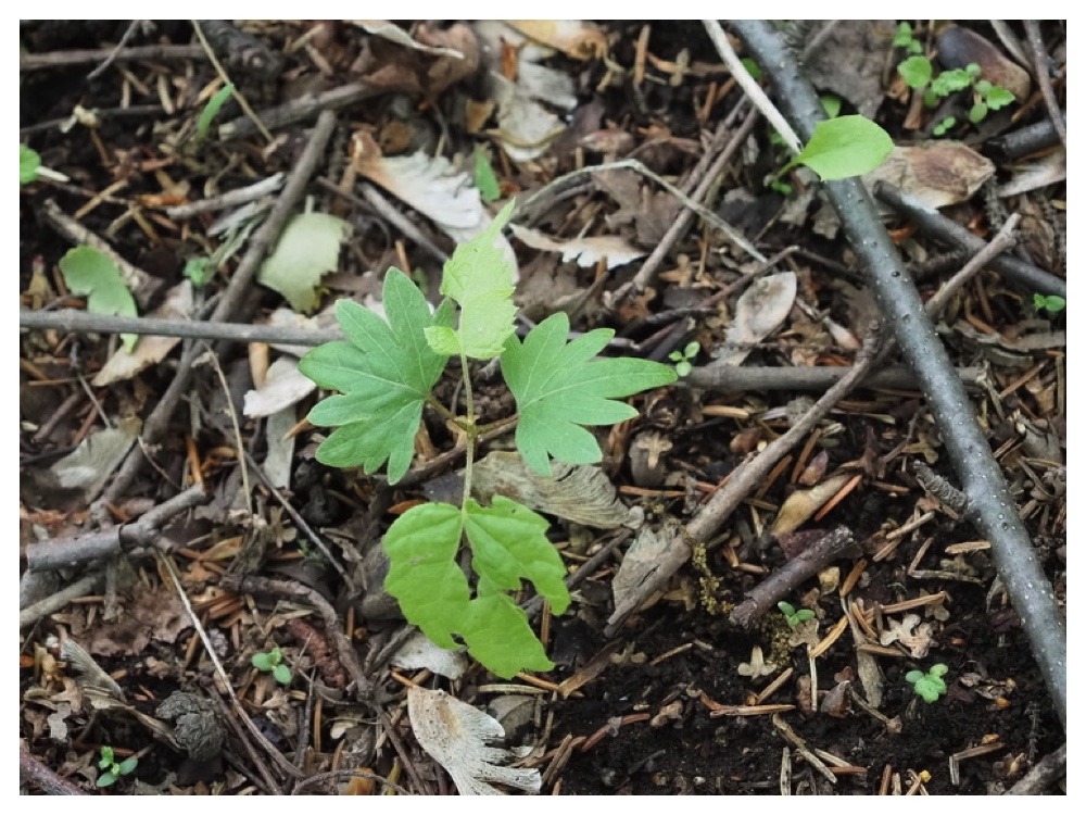 シナノキの芽生え