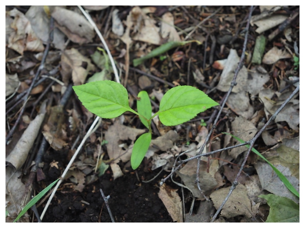 ヤチダモの芽生え