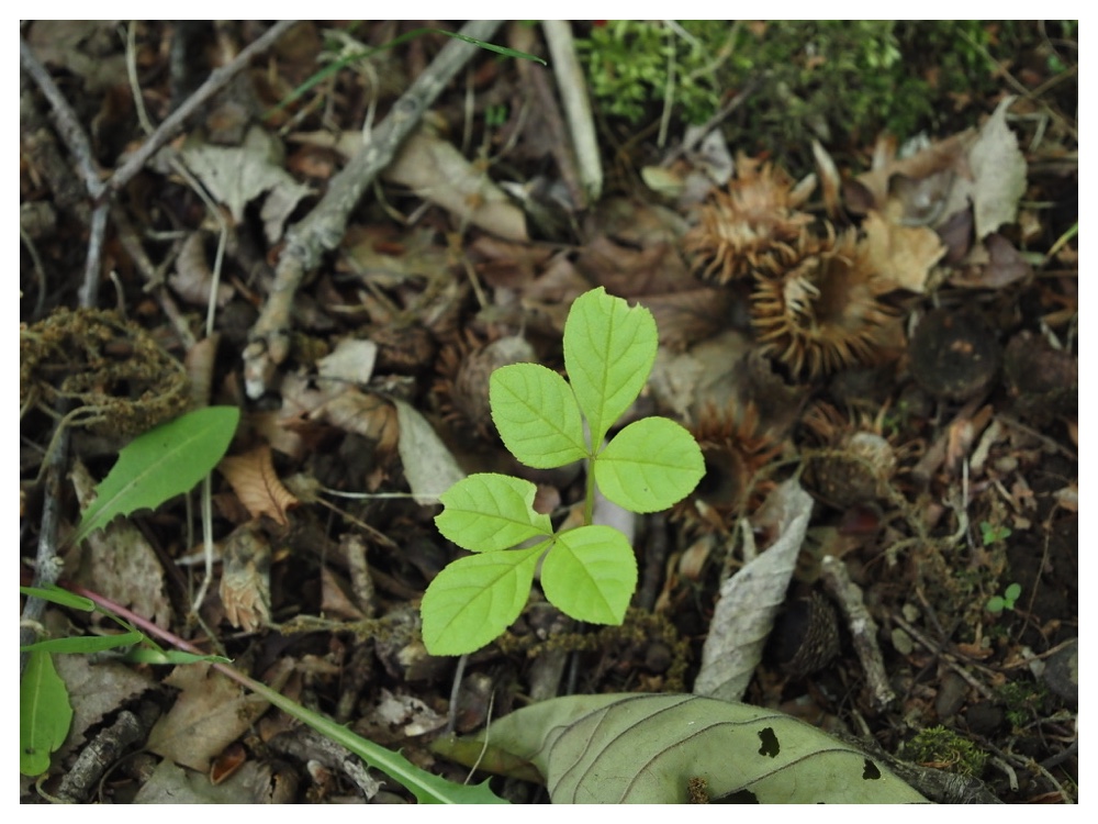 ヤチダモの芽生え