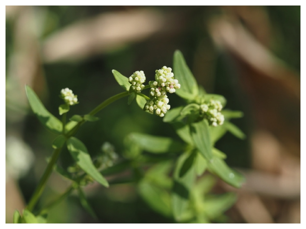 エゾノキヌタソウ