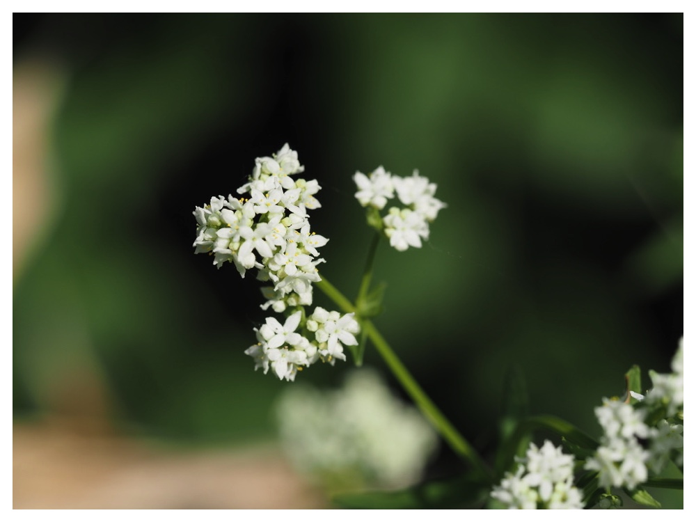 エゾノキヌタソウ