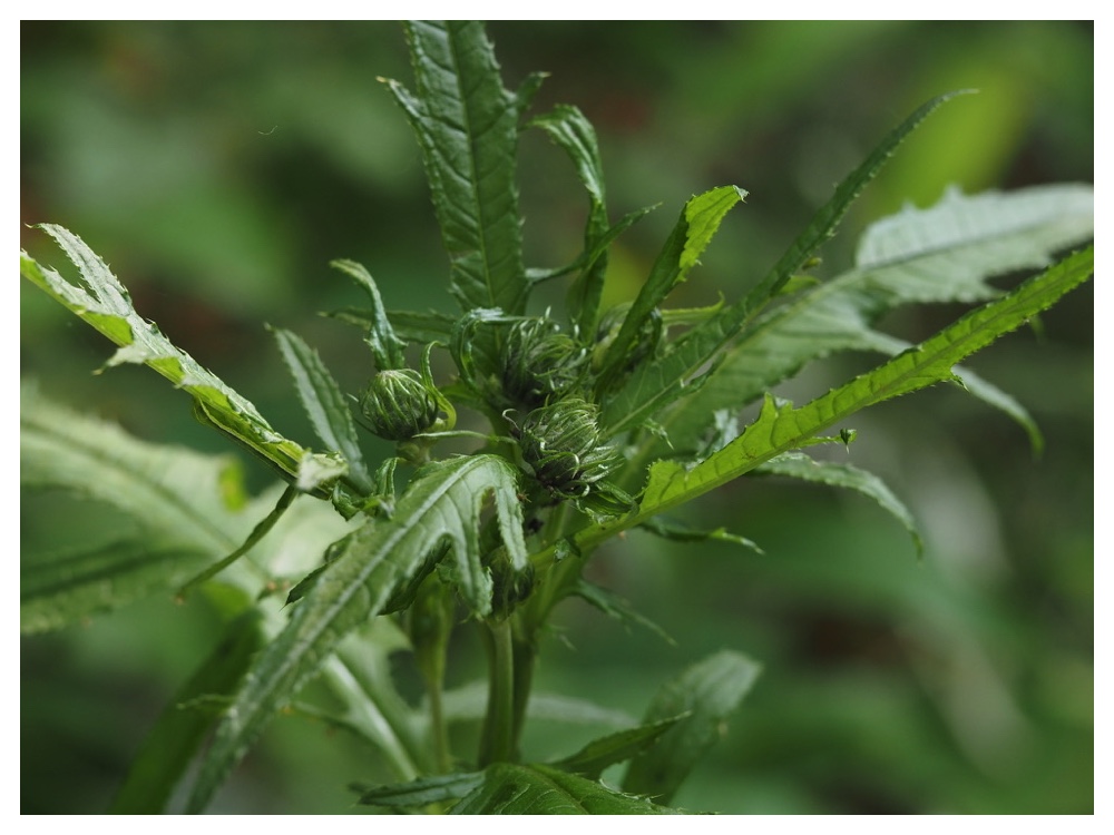 エゾノサワアザミ