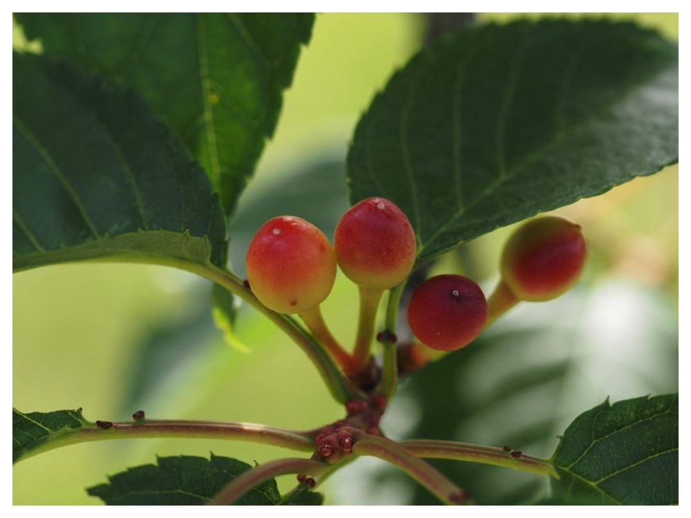 エゾヤマザクラの実