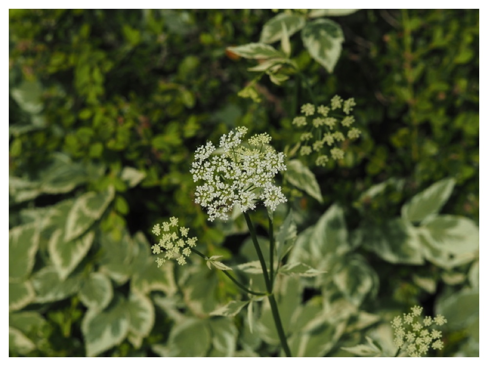 イワミツバの花