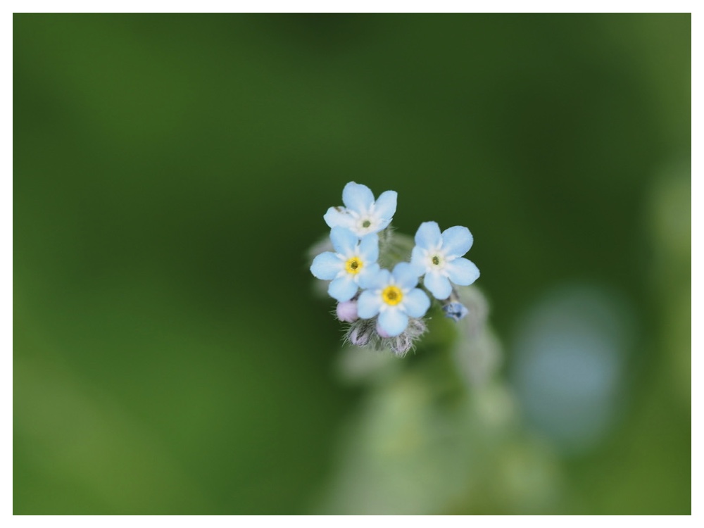 ノハラムラサキ