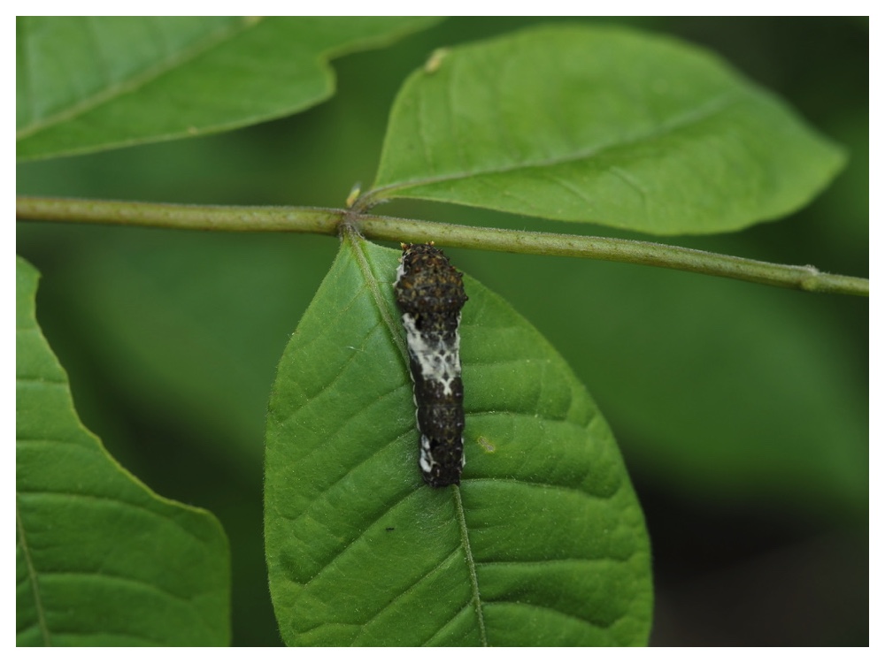 キハダの葉にとまったミヤマカラスアゲハの幼虫