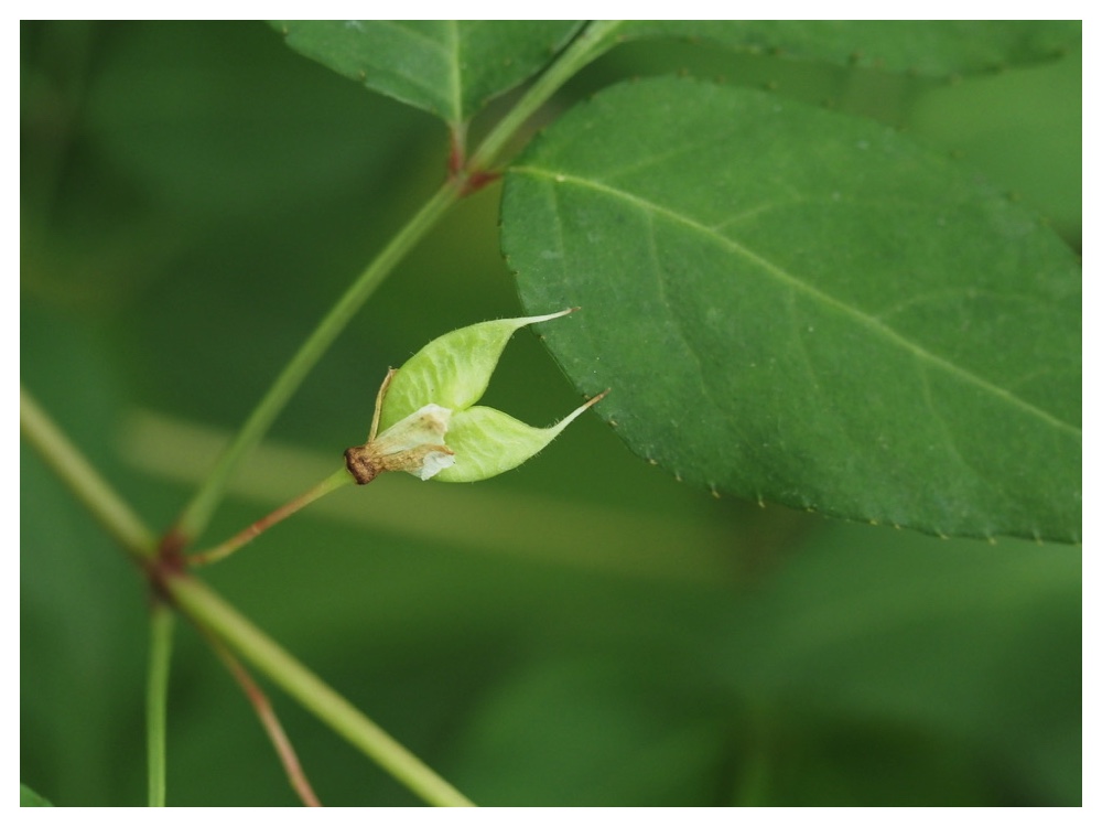 ミツバウツギの実