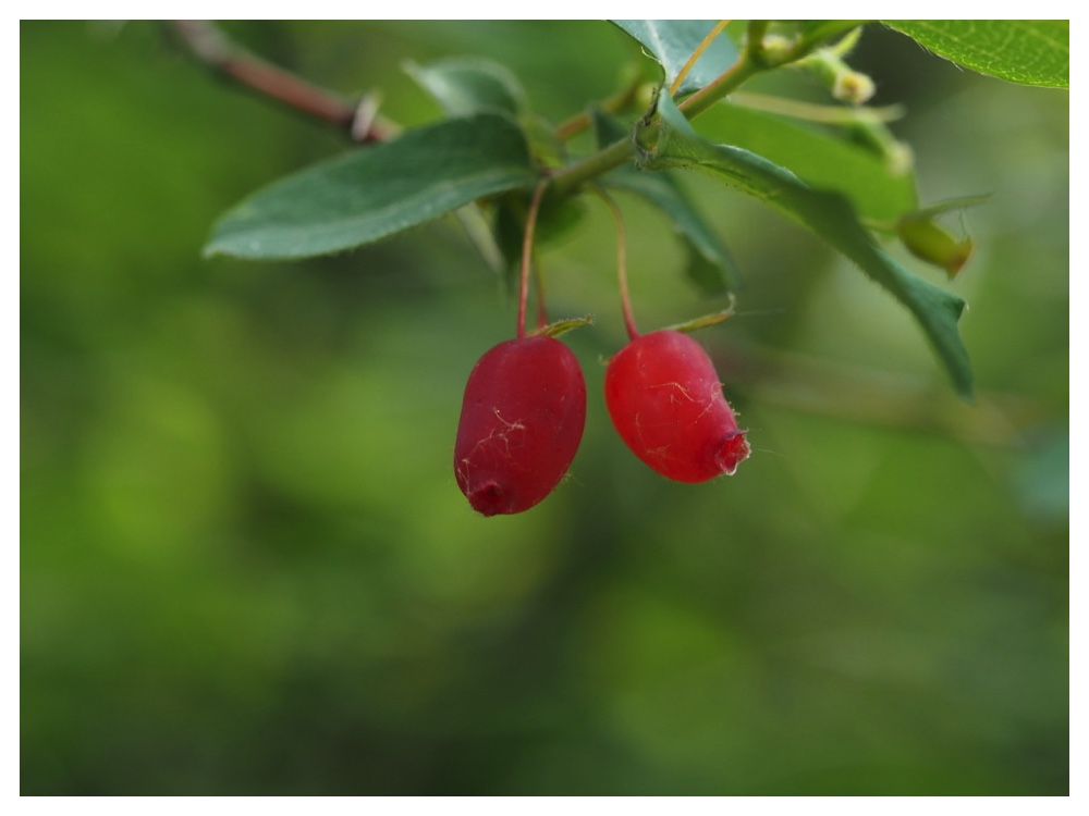 ミヤマウグイスカグラ