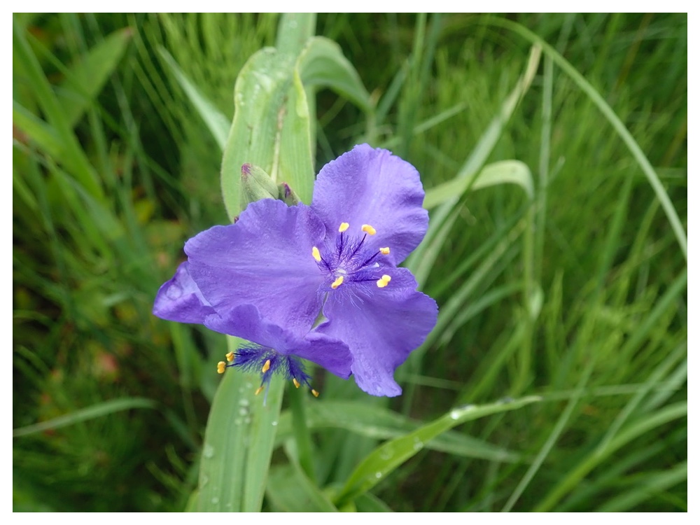 ムラサキツメクサ