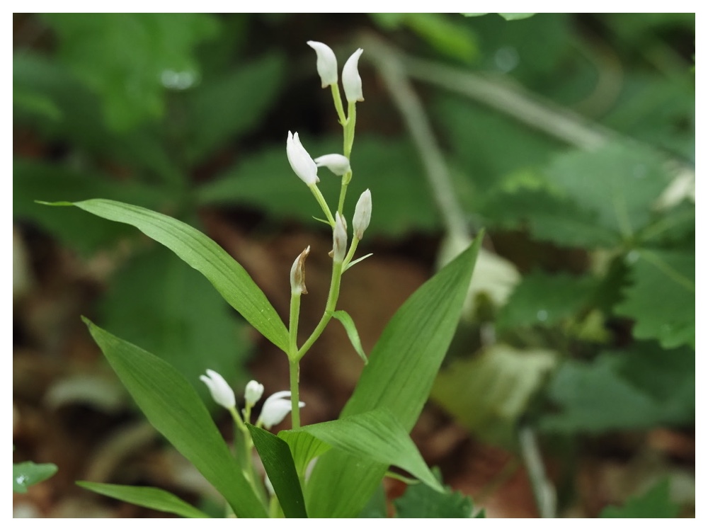 ササバギンラン