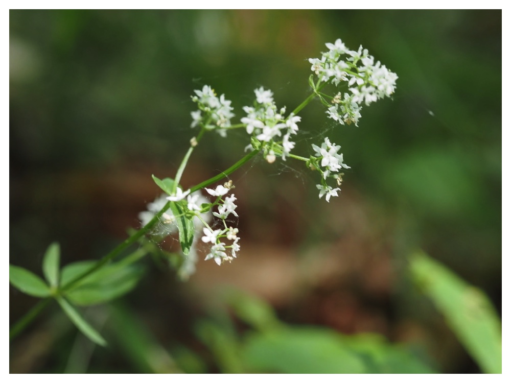 エゾノキヌタソウ
