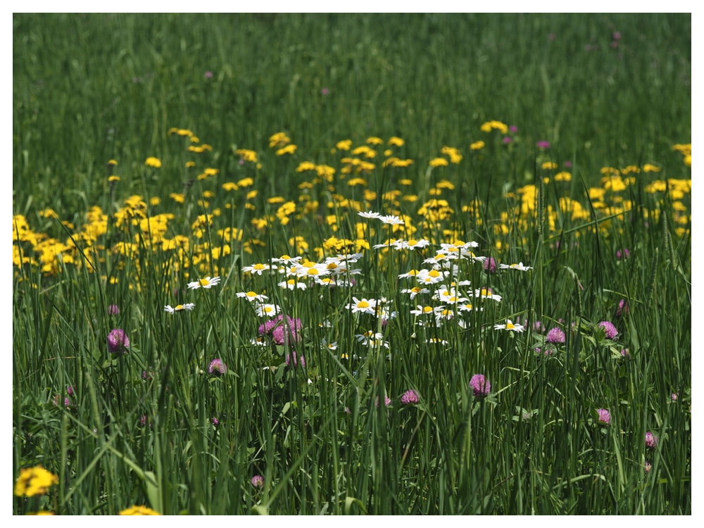 フランスギクとキバナコウリンタンポポ
