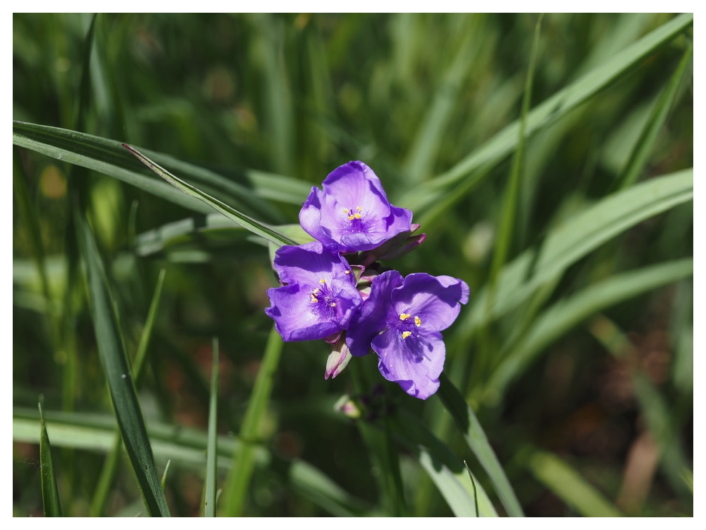 ムラサキツユクサ