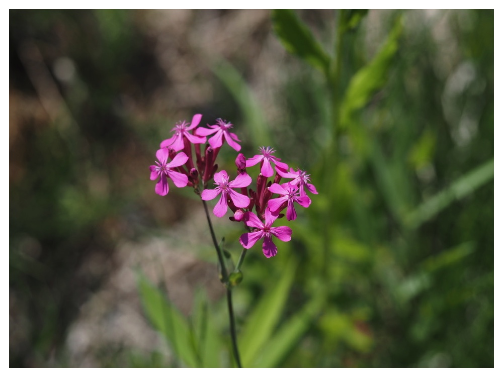 ムシトリナデシコ