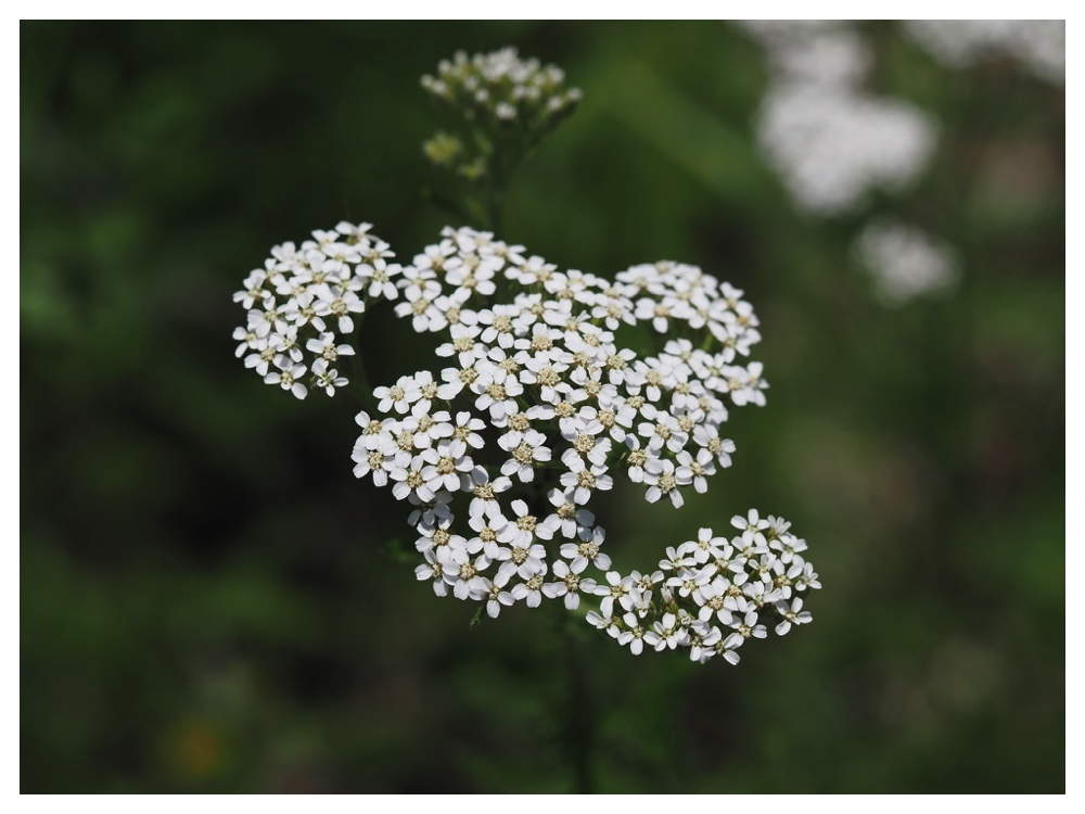 セイヨウノコギリソウ