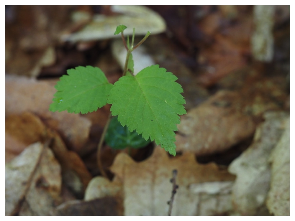 シラカバの芽生え