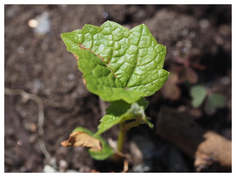 ブドウの芽生え