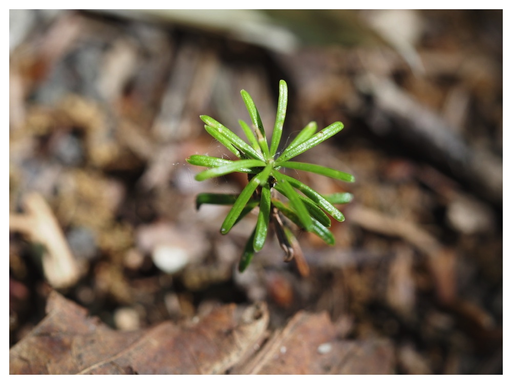 トドマツの芽生え