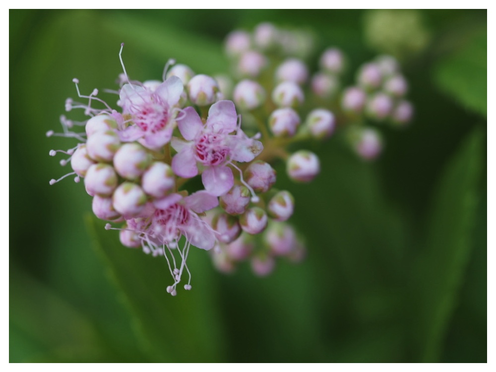 ホザキシモツケ