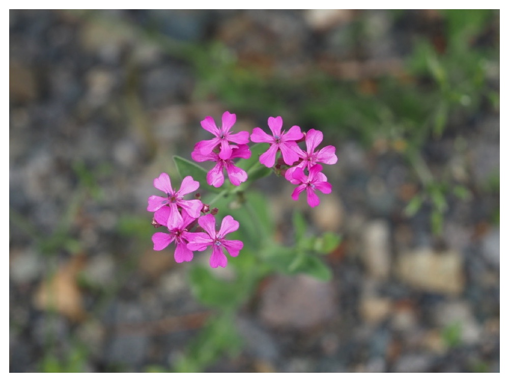 ムシトリナデシコ