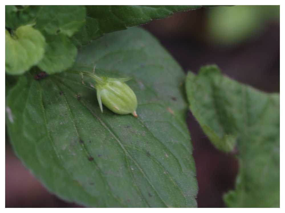 エゾノタチツボスミレの実