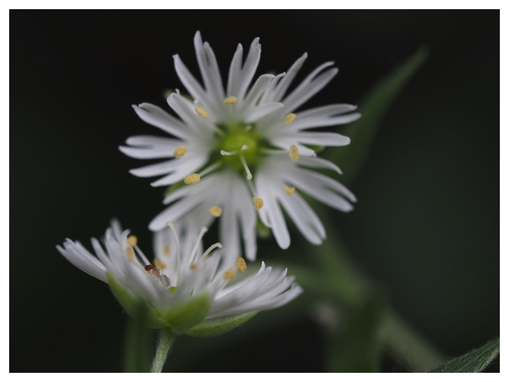 エゾオオヤマハコベ