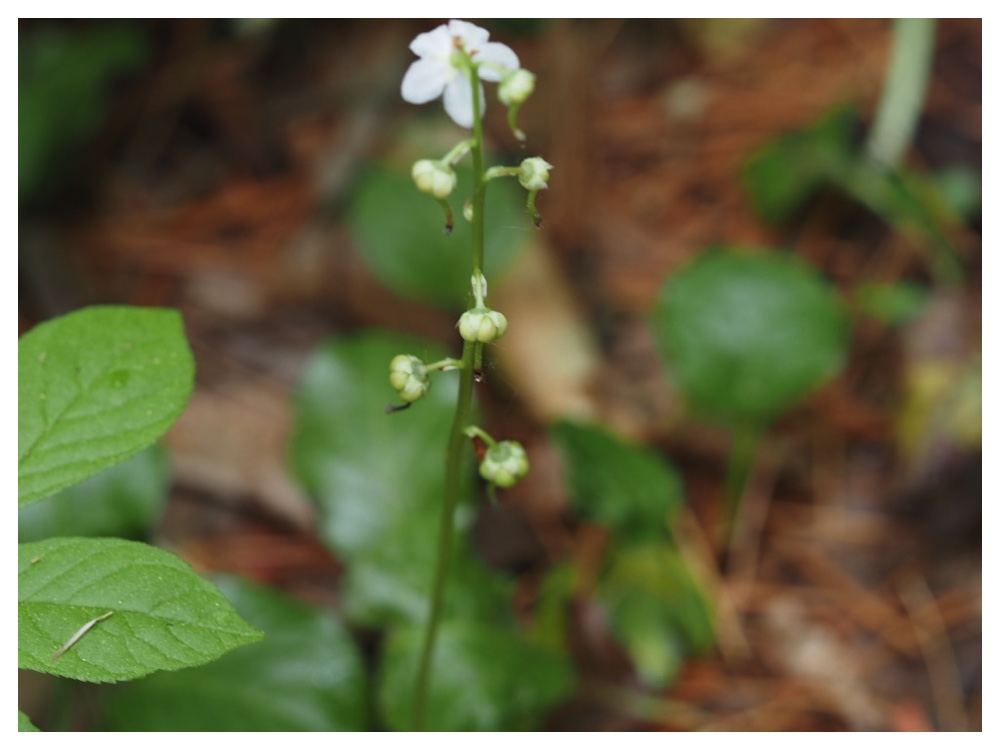 ジンヨウイチヤクソウ