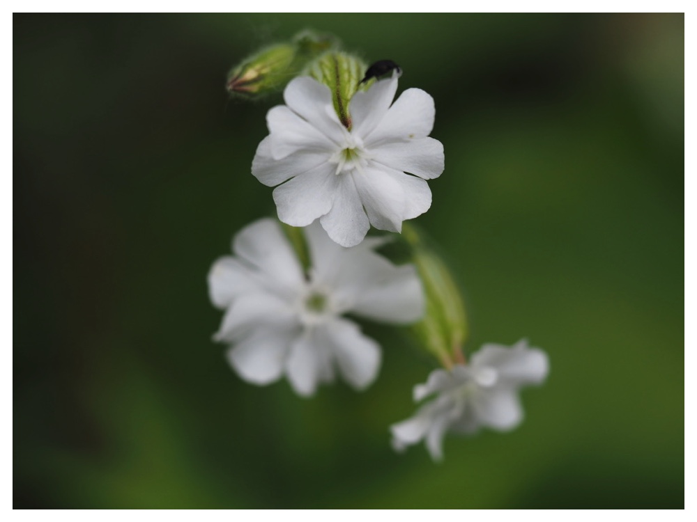 マツヨイセンノウ