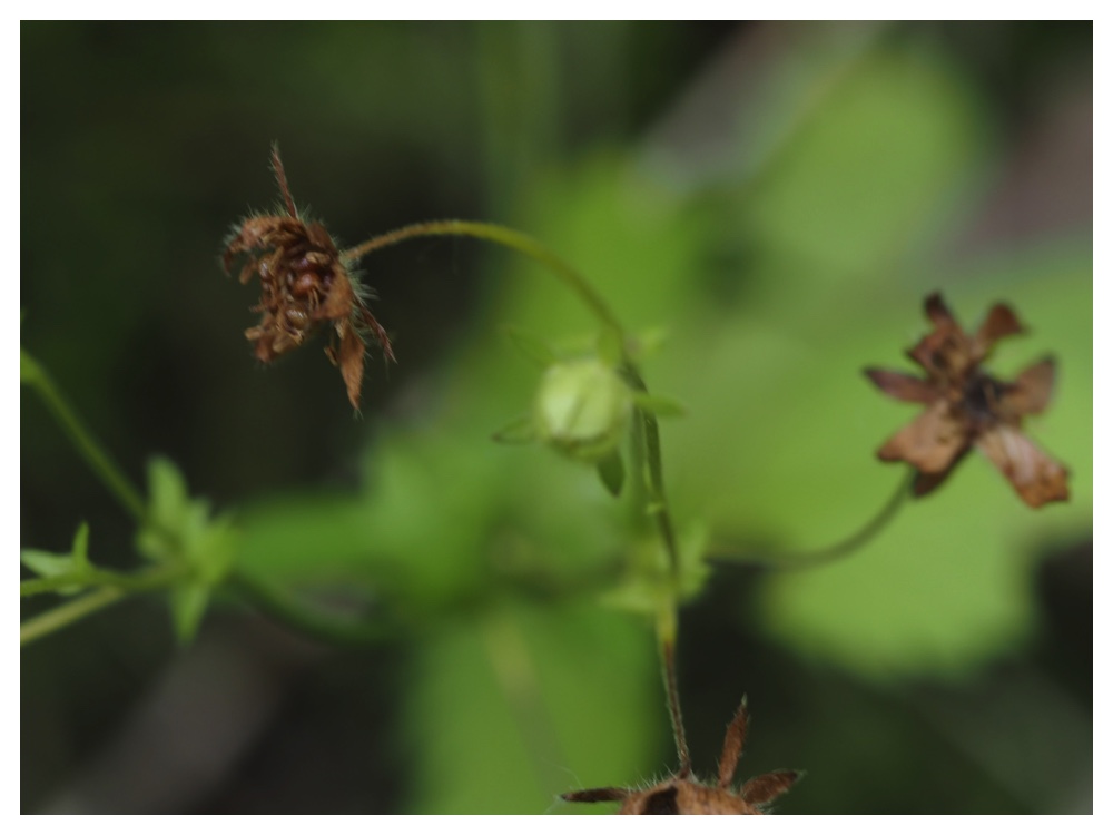 ミツバツチグリの実