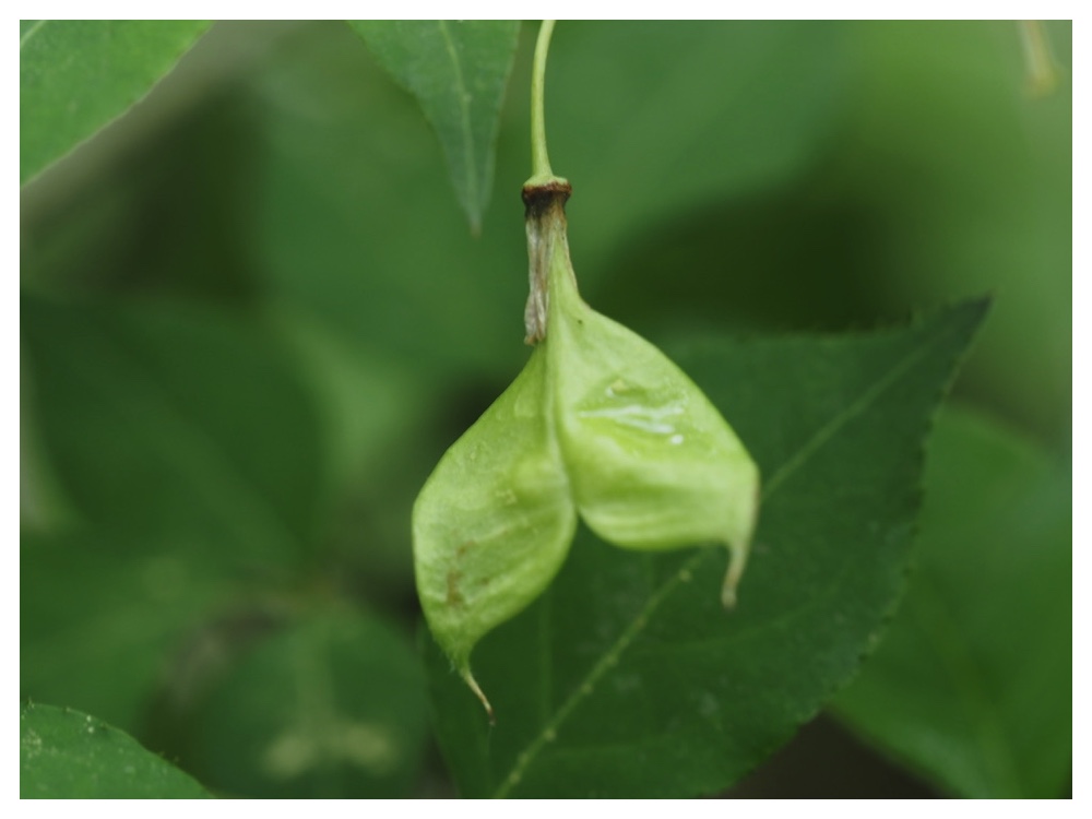 ミツバウツギの実