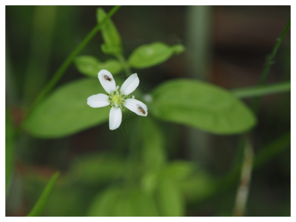 オオヤマフスマ