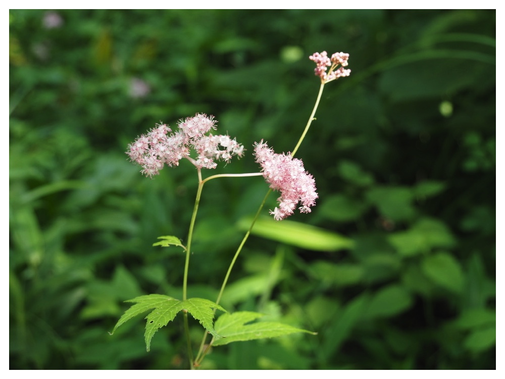 エゾノシモツケソウ