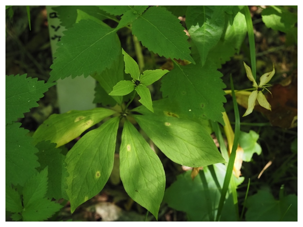 クルマバツクバネソウ