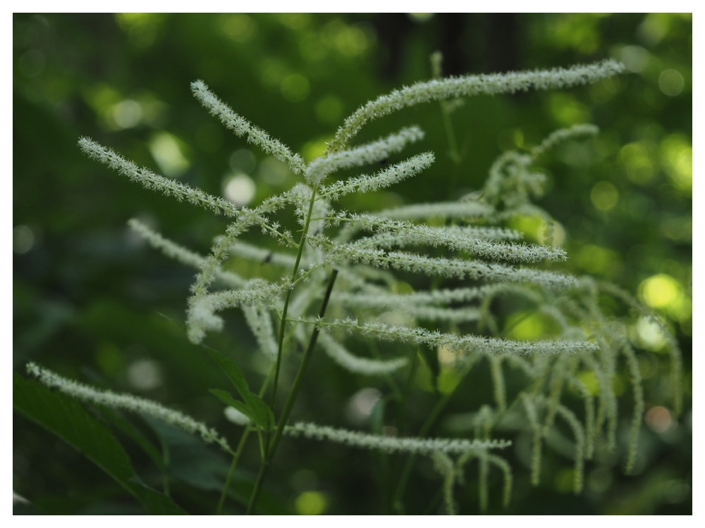 ヤマブキショウマ